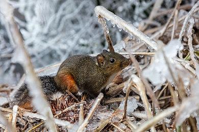 《寂静岭：飞升》官方坚称没用AI撰写游戏：你们在侮辱人