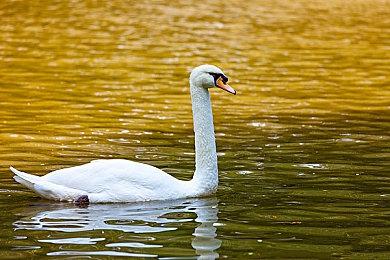 《英雄联盟》薇古丝技能介绍 跟随11.19版本一同上线